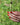 Manucurist Green - Red coral - KYOTO - Manucurist Green