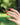 Manucurist Green - Red coral - KYOTO - Manucurist Green