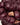 Oval Square Active Hood Jacket Dark Burgundy - KYOTO - Oval Square