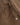 WOOD WOOD WWHarald trousers 25461 Desert Palm - KYOTO - WOOD WOOD